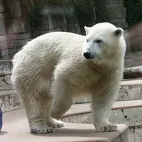 polar bear - mammals with detailed facts including diet, lifespan, weight and habitat information